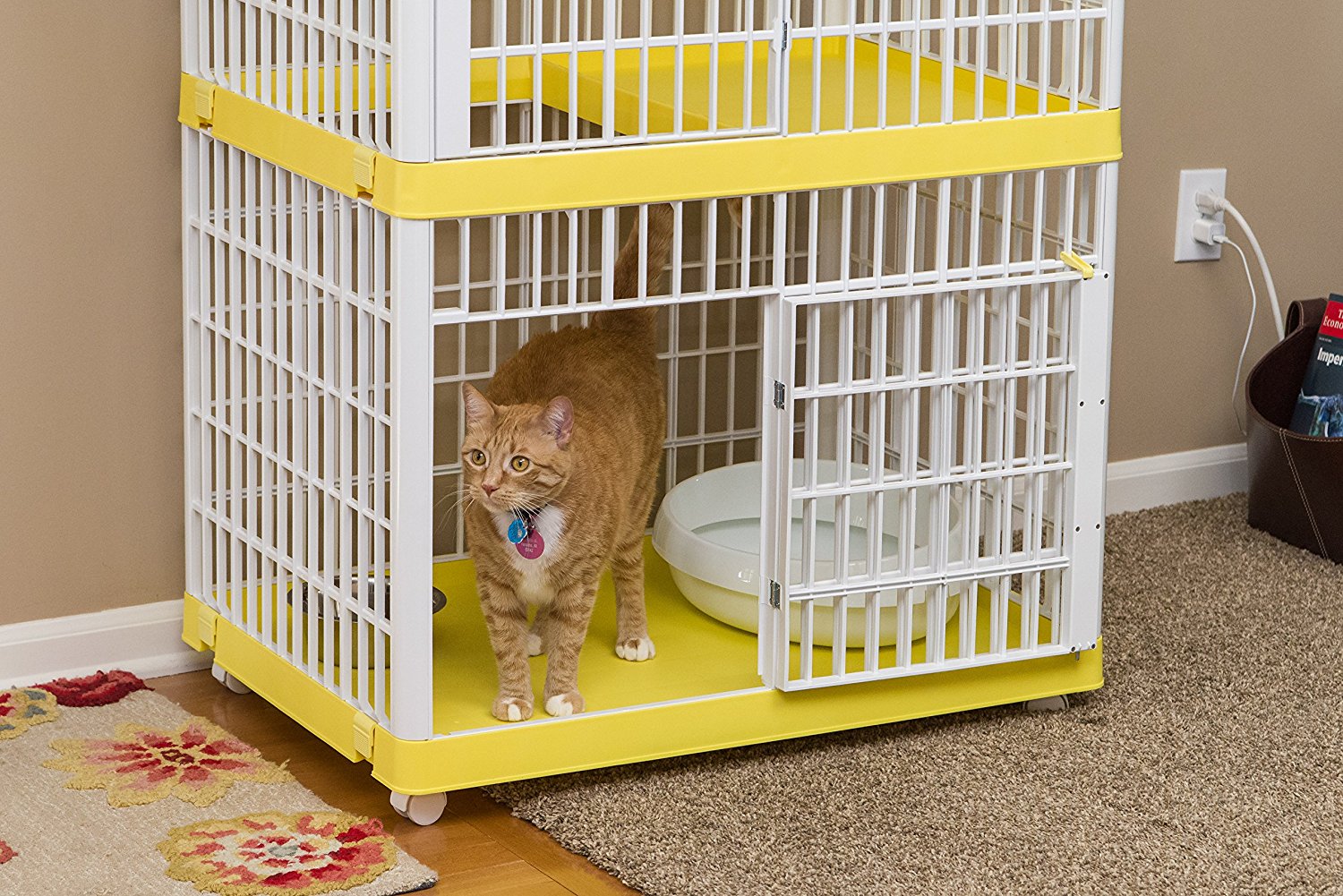 How Long To Keep Kitten In Crate at Bruce Olmstead blog