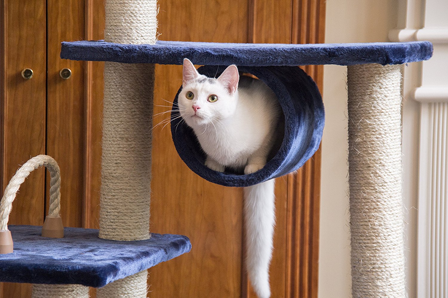 The Best Cat Trees in 2023 | PawGearLab