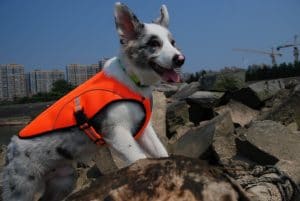 BINGPET Dog Cooling Jacket Evaporative Swamp Cooler Vest3