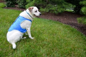 PupPal Pet Cooling Vest