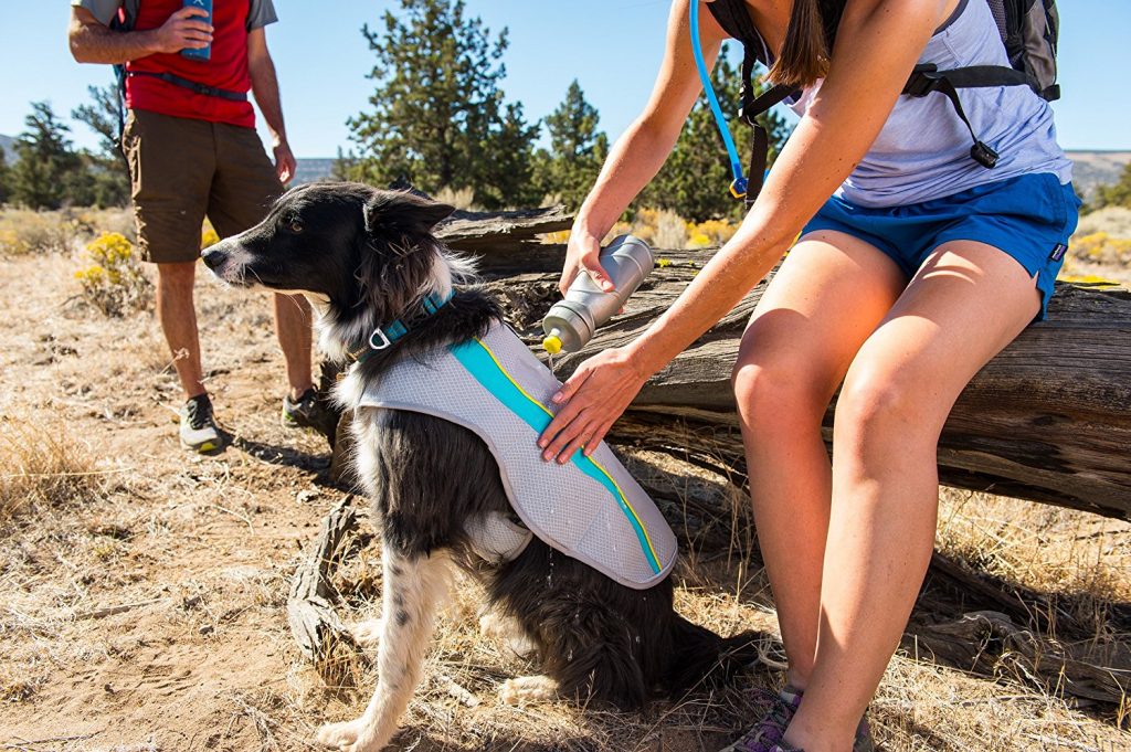 The Best Dog Cooling Vests in 2023 | PawGearLab