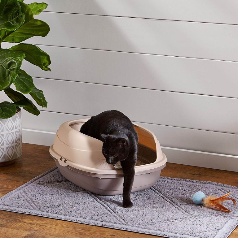 The Best Top Entry Cat Litter Boxes In 2023 | PawGearLab