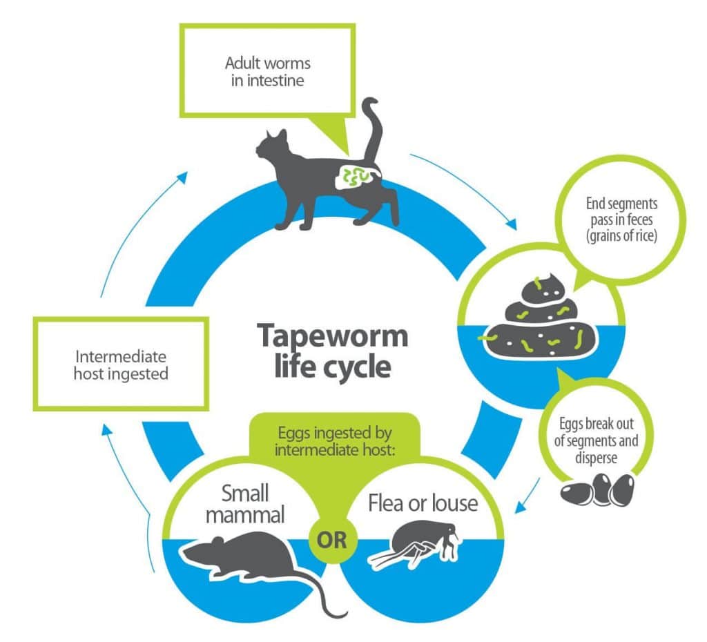 Bayer Tapeworm Dewormer Cat 3 2