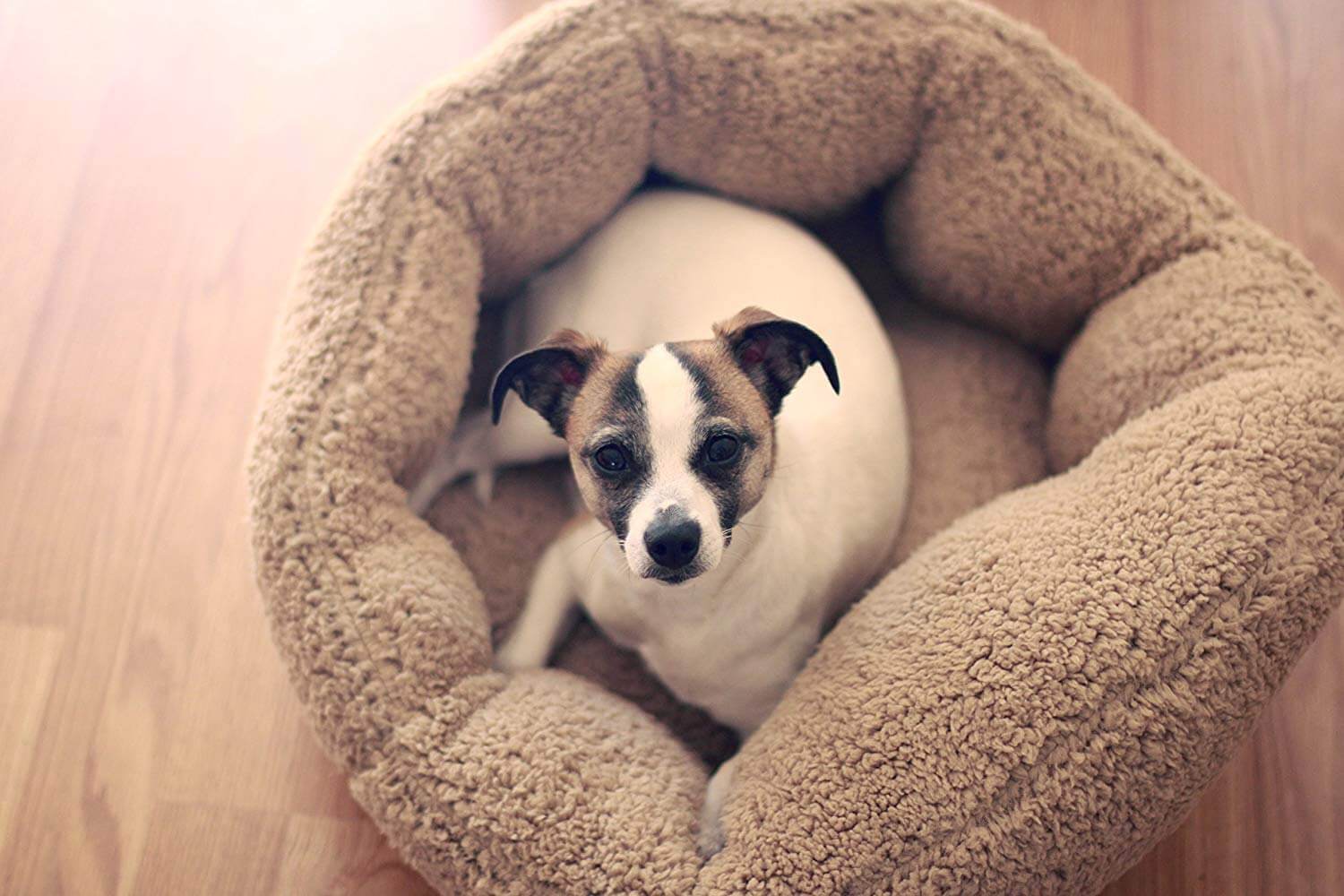 The Best Small Dog Beds in 2023 | PawGearLab