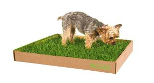DoggieLawn Real Grass Dog Potty standard 3