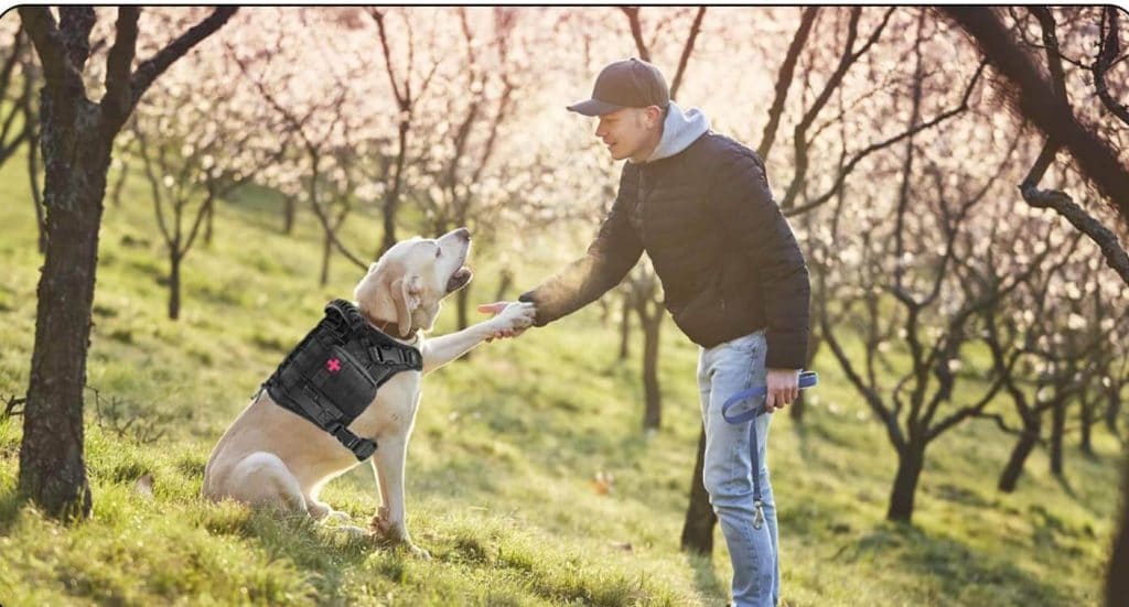 The Best Service Dog Vests in 2023 | PawGearLab