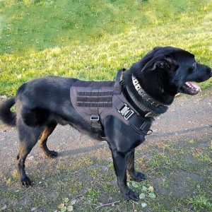 ICEFANG Tactical Dog Harness Black2x L 2