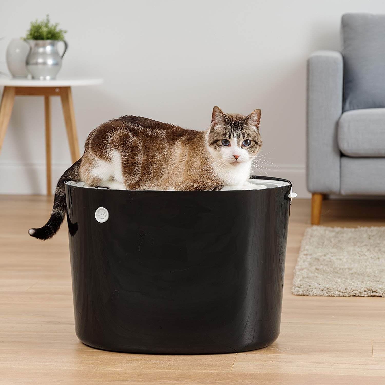 The Best Top Entry Cat Litter Boxes In 2020 PawGearLab