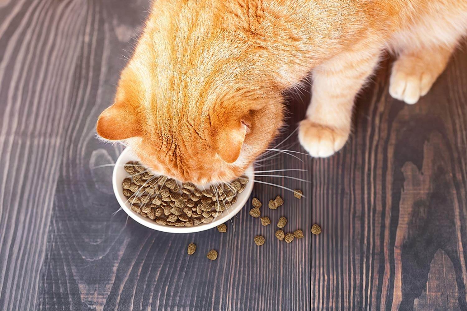 best cat food for constipated cats