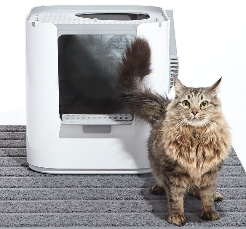 The Best Top Entry Cat Litter Boxes in 2023 | PawGearLab