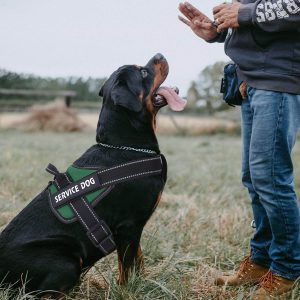 No Pull Dog Harnesses by Bolux Dark Green 3