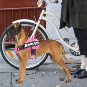 No Pull Dog Harnesses by Bolux Pink 4