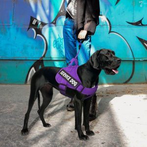 No Pull Dog Harnesses by Bolux Purple 4