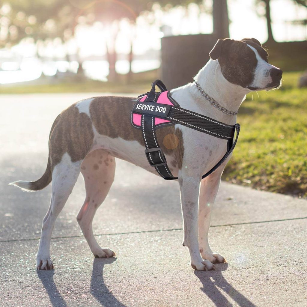 The Best Dog Cooling Vests in 2023 | PawGearLab