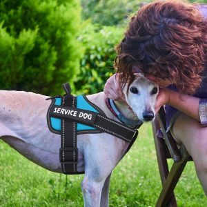 No Pull Dog Harnesses by Bolux Turquoise 3