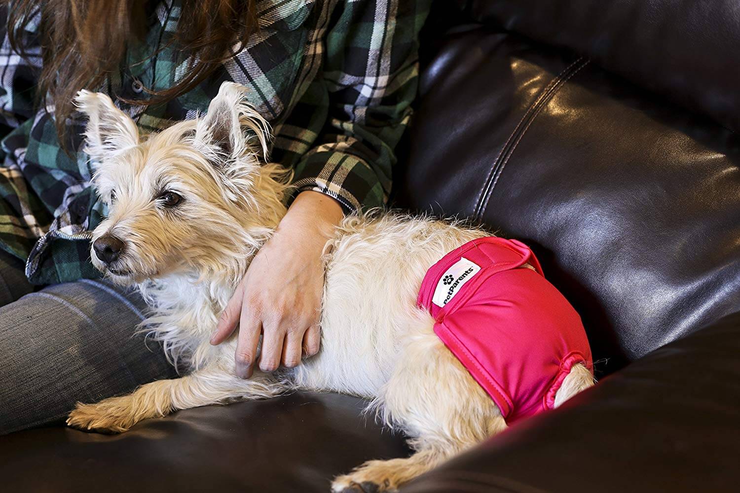 diapers for male dogs with incontinence