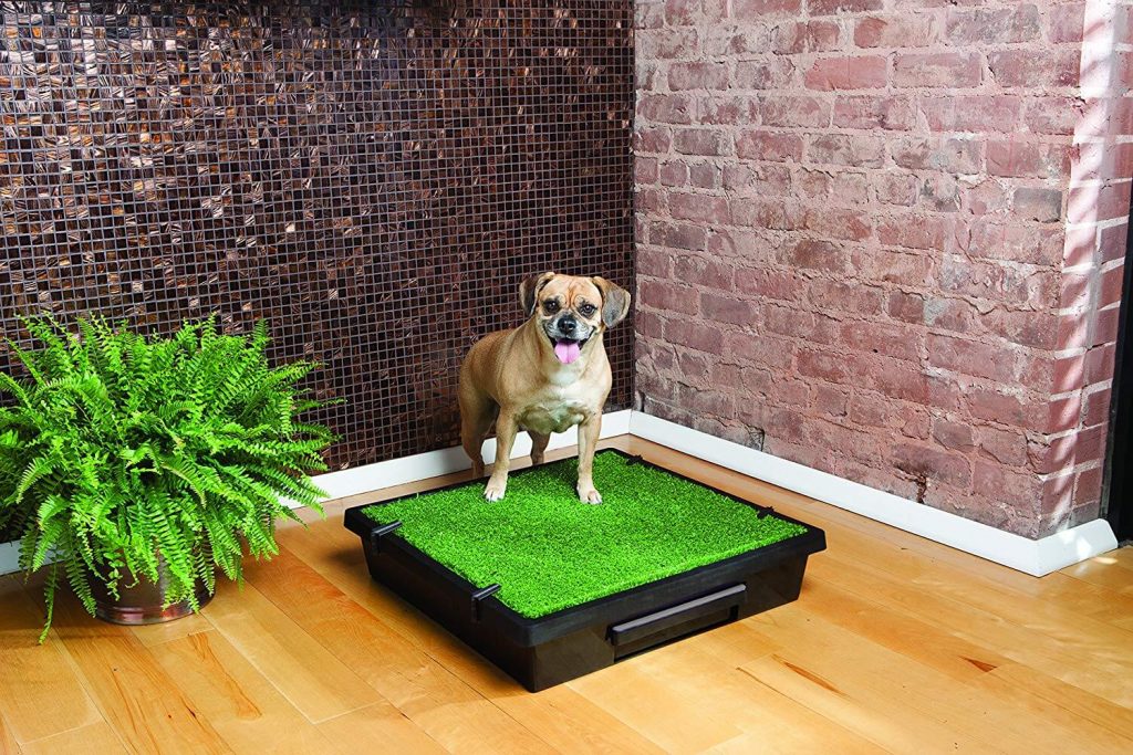 The Best Indoor Dog Potties in 2023 | PawGearLab