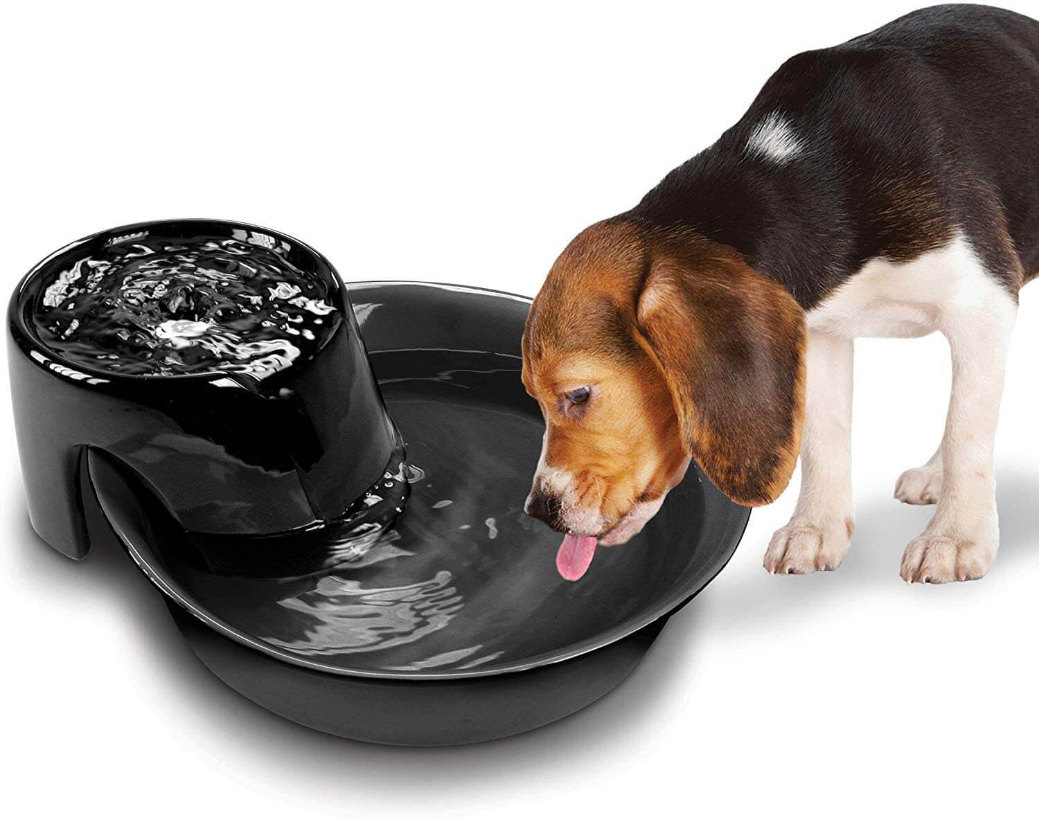 Dog Water Fountains and Waterer | PawGearLab