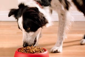 Purina ONE SmartBlend True Instinct Natural Adult Dry Dog Food Dog Treats 2