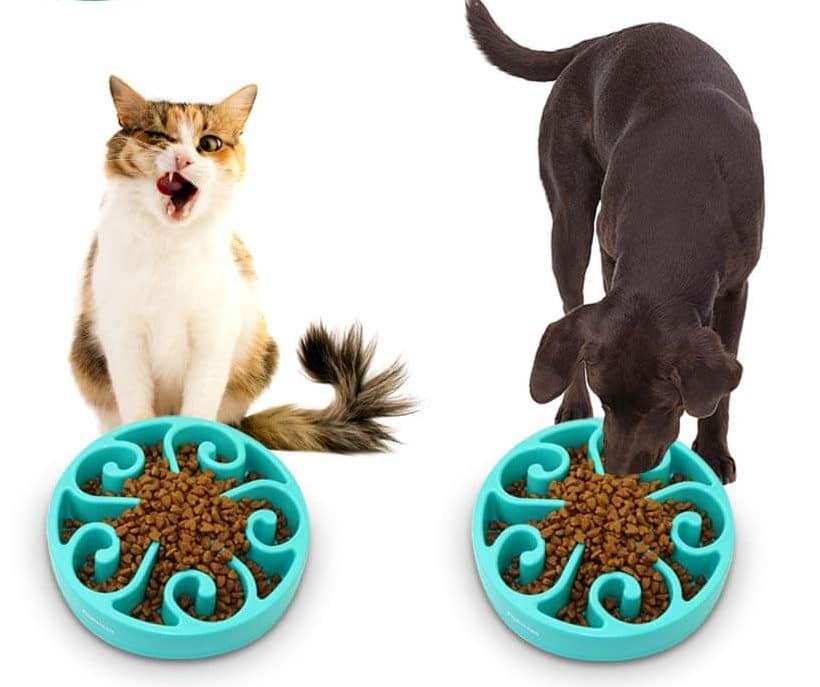 maze bowl for cats