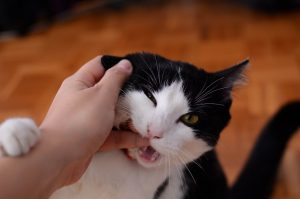 cat biting persons finger 1202481