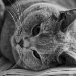 cat in greyscale photo 162064