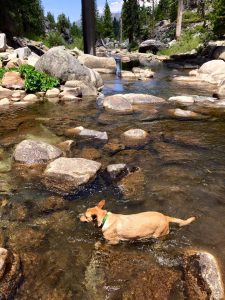 dog hike river