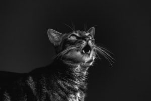 grayscale photography of cat 1930851