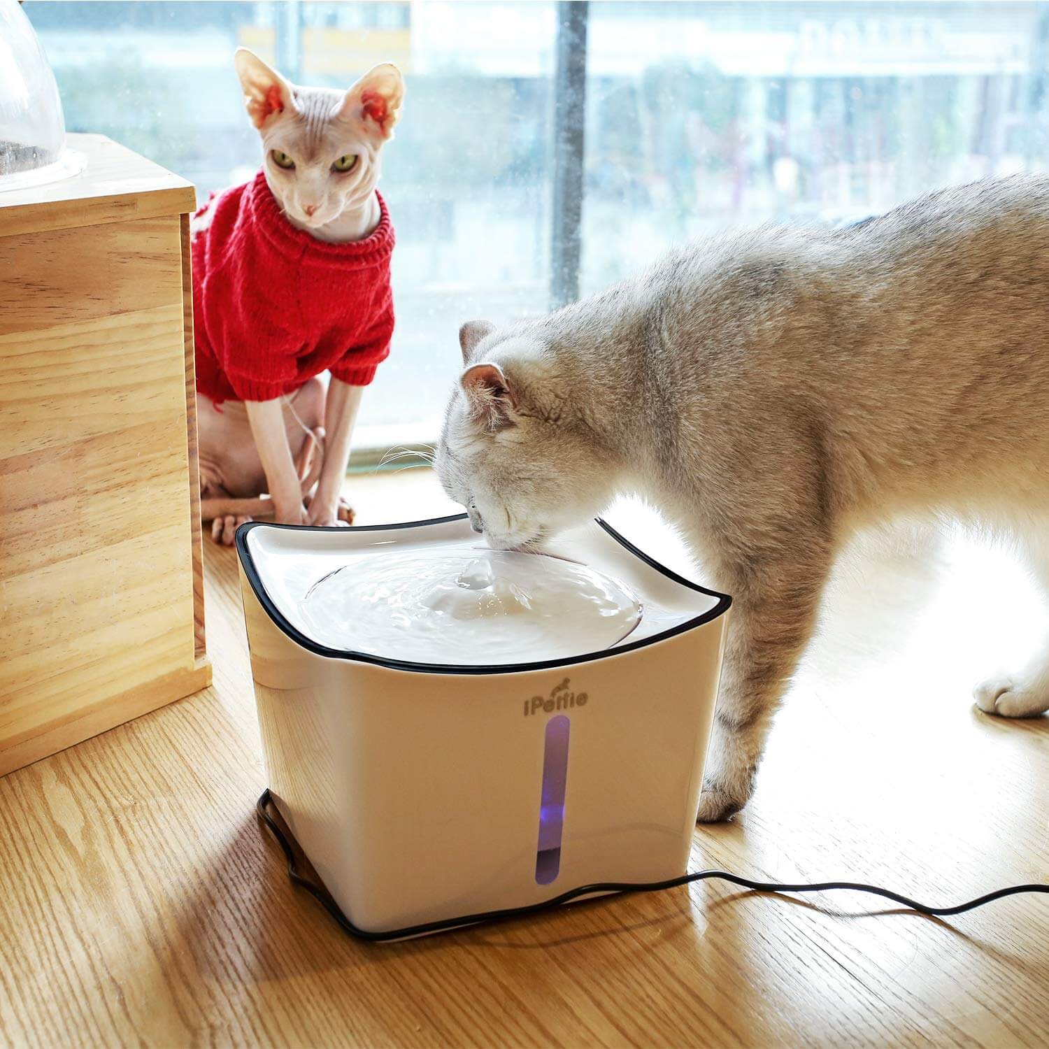 The Best Cat Water Fountains in 2023 PawGearLab