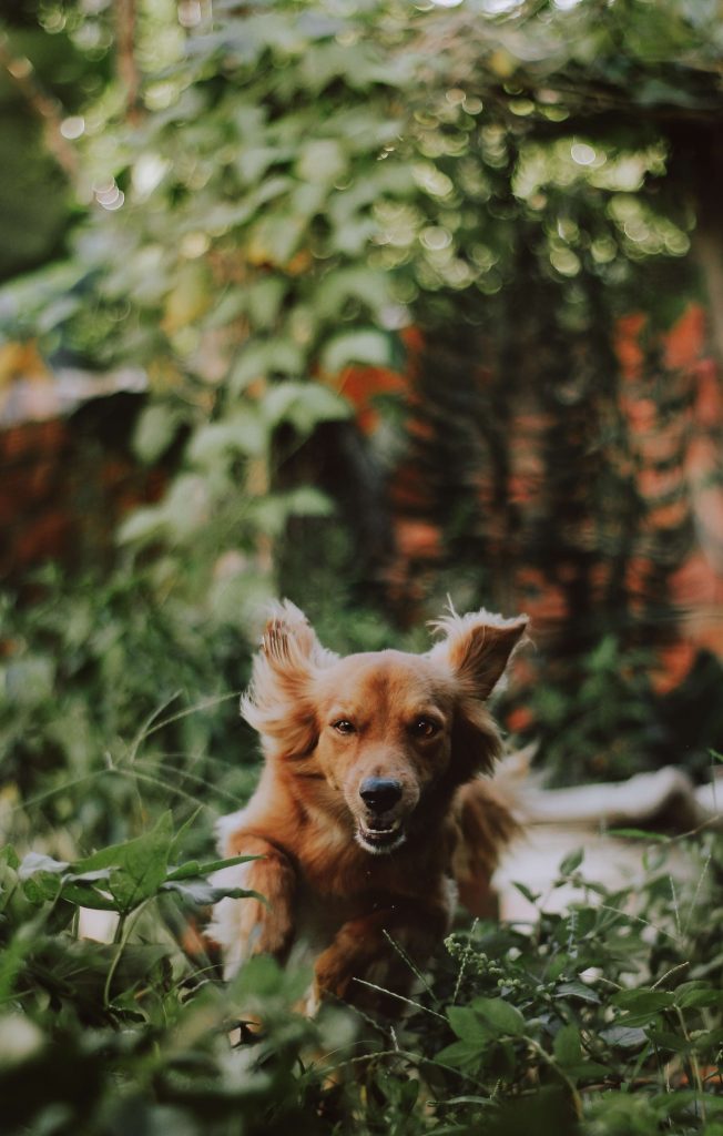 medium coated tan dog running on green plants photography 939523