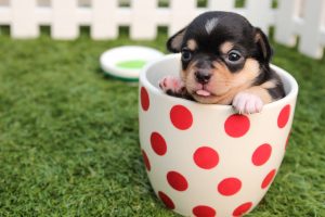 short coated black and brown puppy in white and red polka 39317