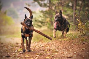 two adult black and tan german shepherds running on ground 1633522