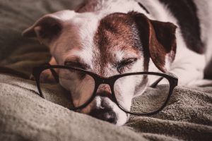 white and brown dachshund with black framed eyeglasses 1009922