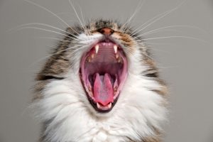 yawning cat 1576193